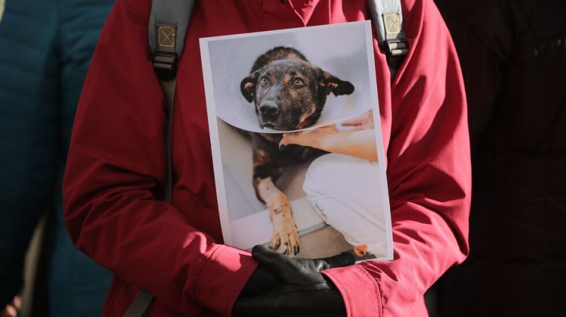 Съдът освободи обвинения за побоя над кучето Мечо