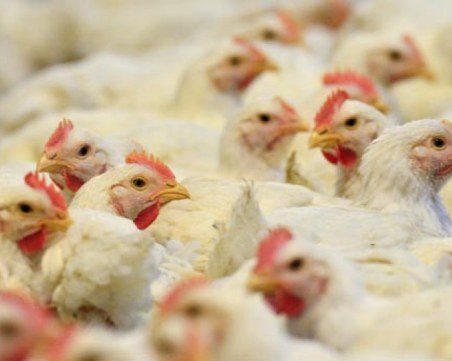Огнище на птичи грип в Добричко в обект със 180 000 кокошки