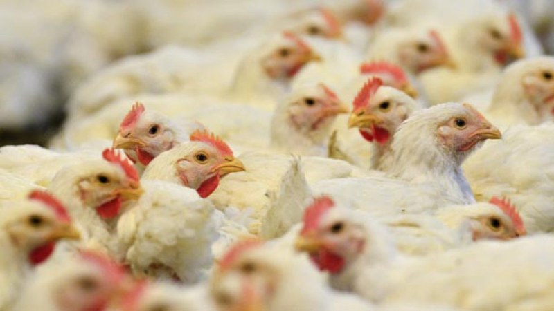 Огнище на птичи грип в Добричко в обект със 180 000 кокошки