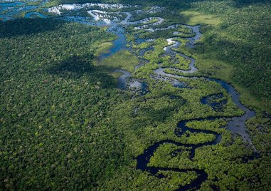 Обезлесяването на Амазонка е намаляло с 22 3 до юли показват