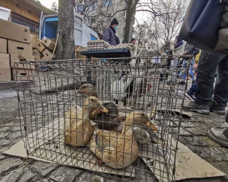 Забраняват се пазарите за живи животни и животинска продукция в цялата страната