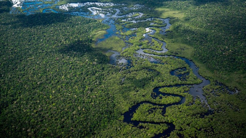 Обезлесяването на Амазонка спада с повече от 20% до най-ниските си нива от 5 години