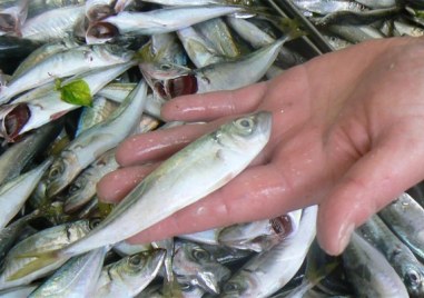Необичайното топлото време по българското Черноморие превърна прясната риба в