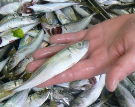 Заради топлото време: По Черноморието няма чернокоп и паламуд