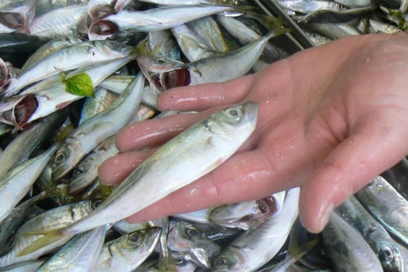 Необичайното топлото време по българското Черноморие превърна прясната риба в