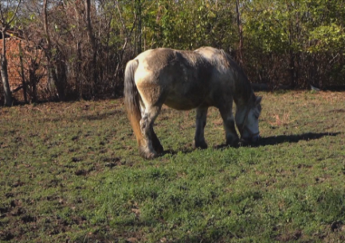 Евтаназираха бременна кобила в село Разград заради положителна проба за