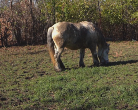 Евтаназираха бременна кобила под охрана, цяло село се вдигна на протест