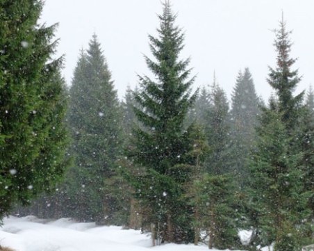 Първи сняг през уикенда