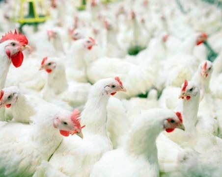 Зам.-министърът на земеделието: Засегнатите от птичия грип стопани ще бъдат обезщетени