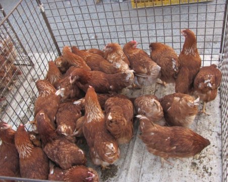 Започнаха масови проверки за животински пазари заради заразите по птици, прасета и овце