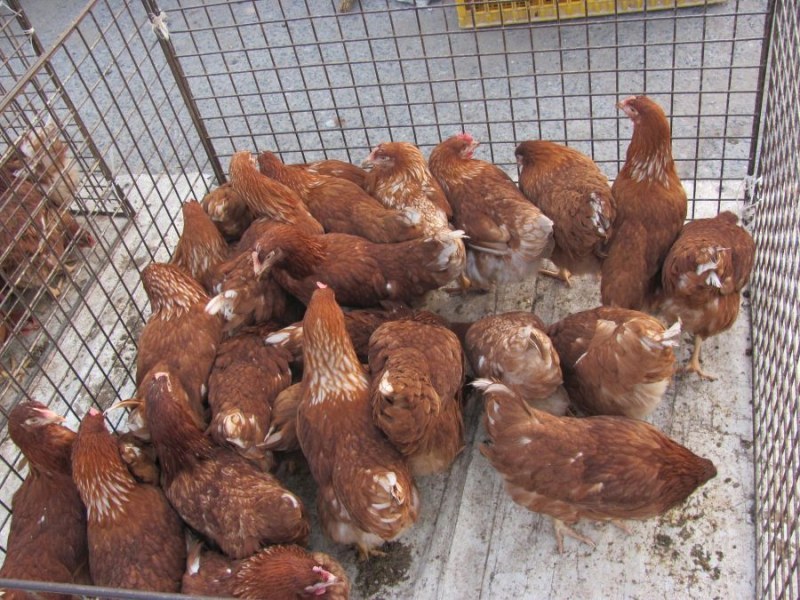 Започнаха масови проверки за животински пазари заради заразите по птици, прасета и овце