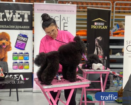 БАБХ отмени голяма коледна киноложка изложба в Пловдив