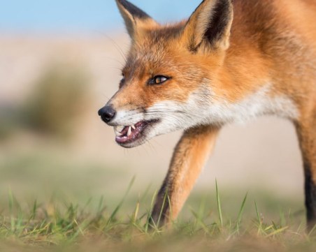 МЗХ апелира ловците за съдействие при есенната ваксинация на лисиците срещу бяс