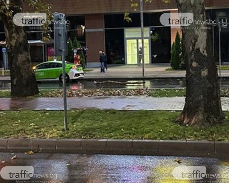 Внимавайте! Клони паднаха по бул. 