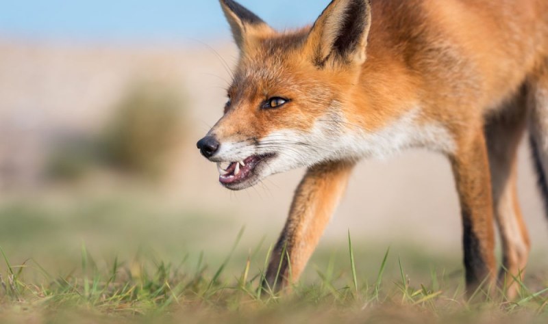 МЗХ апелира ловците за съдействие при есенната ваксинация на лисиците срещу бяс