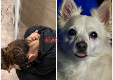 Два питбула нахапаха смъртоносно домашно куче в Пловдив За инцидента сигнализираха