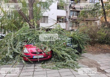 Силният вятър в Пловдив събори клони на дърво върху две