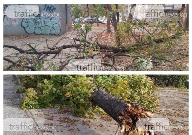 Силният вятър в Пловдив продължава да нанася щети Читатели на