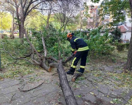 27 произшествия в Пловдив заради вятъра –  дървета скъсаха жици, виси изолация на блок