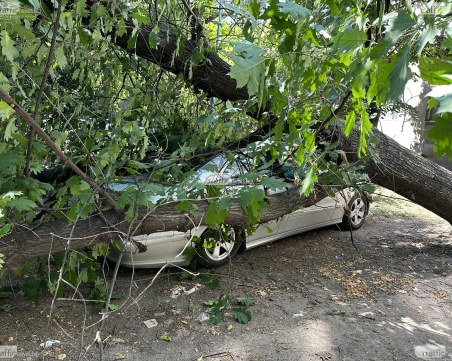 Дърво падна върху движещ се автомобил и уби шофьора му в София