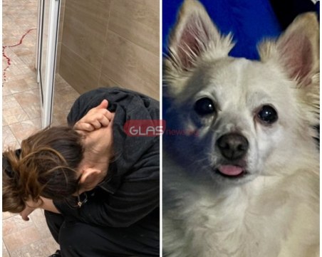 Два питбула убиха домашно куче в Пловдив