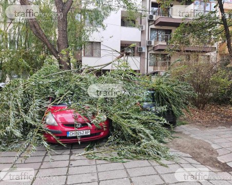 Силният вятър продължава да нанася щети: Клони паднаха върху коли в Кючука