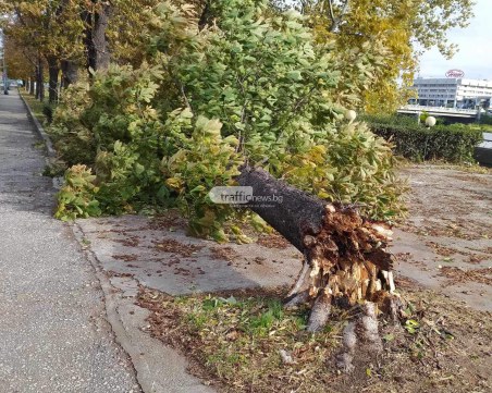 Оранжев и жълт код за опасен вятър в половин България