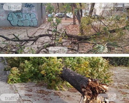 Ураганният вятър в Пловдив бута още дървета по улици и паркове