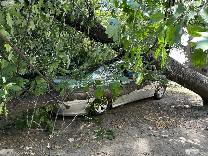 Дърво падна върху движещ се автомобил и уби шофьора му в София