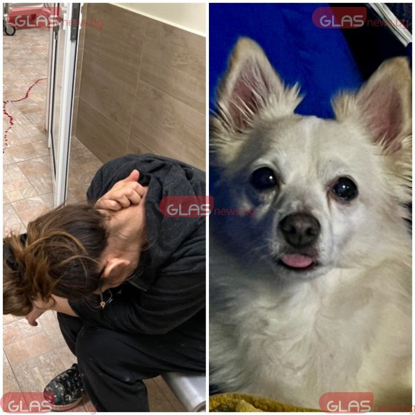 Два питбула убиха домашно куче в Пловдив