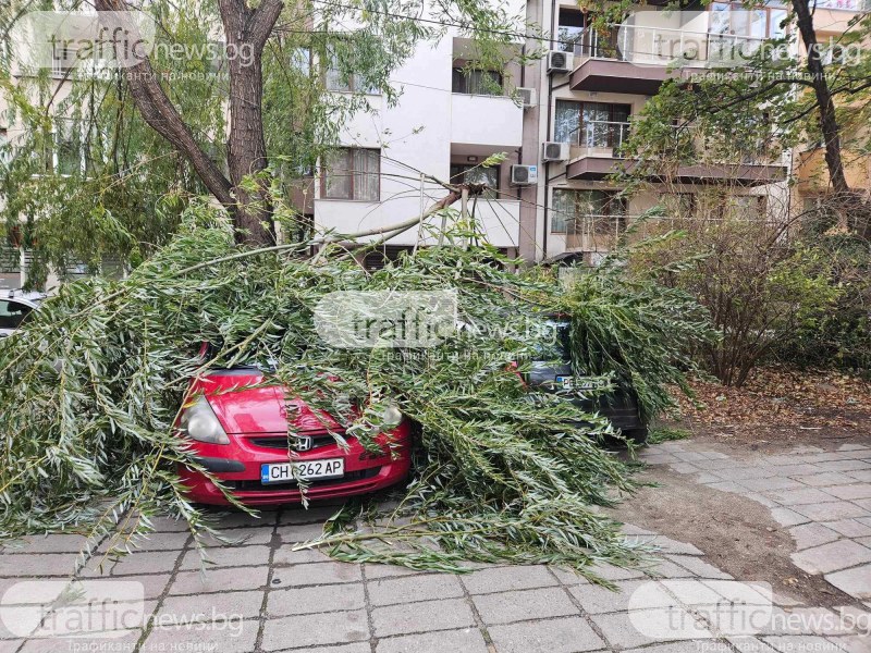 Силният вятър продължава да нанася щети: Клони паднаха върху коли в Кючука