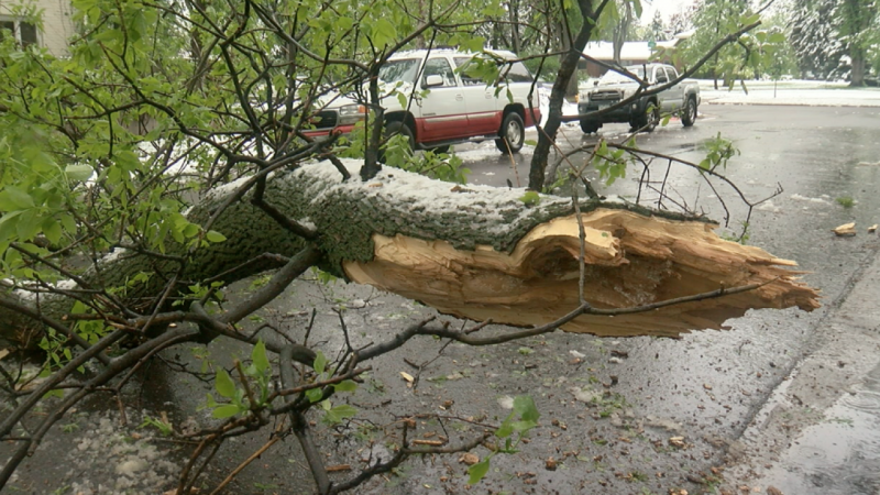 Силният вятър в Пловдив събори три дървета, мобилизираха екипи