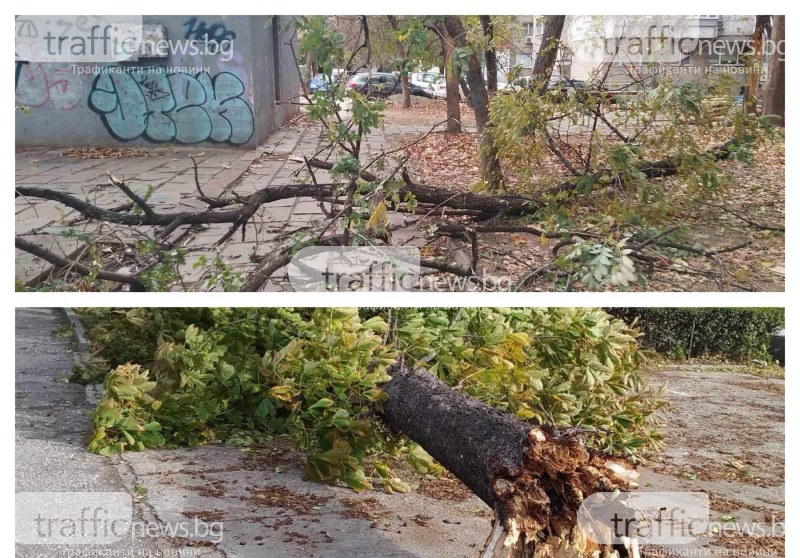 Ураганният вятър в Пловдив бута още дървета по улици и паркове