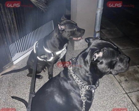 Прокуратурата се самосезира след случая с питбулите, нападнали и убили куче в Пловдив