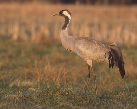 След 66 години: Сивият жерав отново гнезди в България