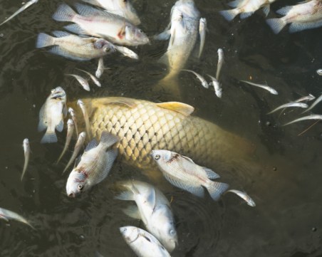 Отново откриха мъртва риба в река Черна в Смолян