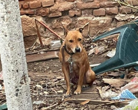 Куче е вързано в изоставена къща. Някой грижи ли се за него?