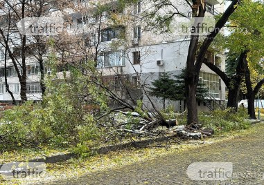 Множество счупени дървета и клони има по ул Капитан Райчо