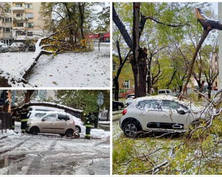 Десетки паднали дървета в Пловдив, редица коли са пострадали