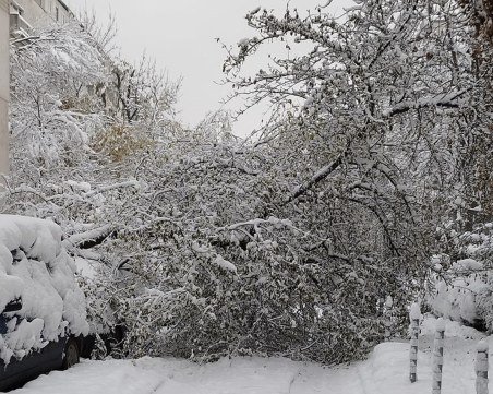 Над 1000 сигнала за паднали дървета в София, снежната покривка е около 35 см.