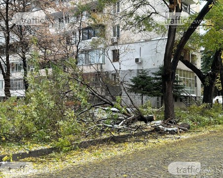 Счупени дървета и клони блокираха централна пловдивска улица