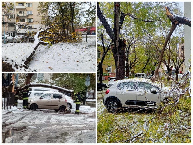 Десетки паднали дървета в Пловдив, редица коли са пострадали