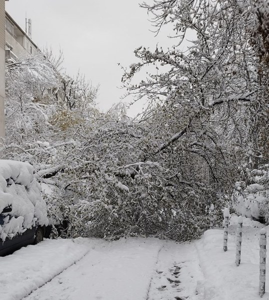 Над 1000 сигнала за паднали дървета в София, снежната покривка е около 35 см.