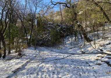 Мокрият сняг и вятъра събориха дървета и изпочупиха клони в