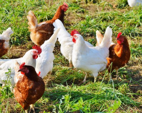 БАБХ констатира ново огнище на инфлуенца по птиците у нас