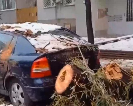 Пловдивчанка: Час и половина не можем да се свържем със 112, след като дърво смачка колата ни