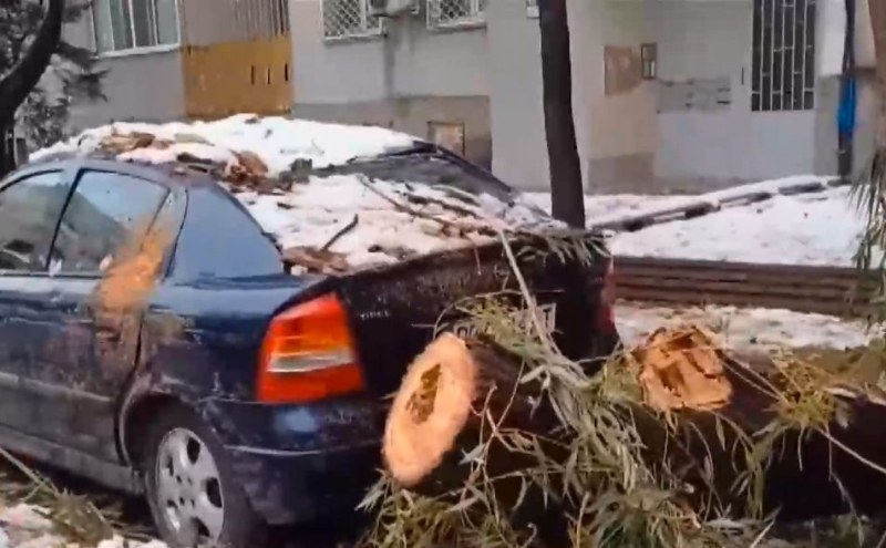 Пловдивчанка: Час и половина не можем да се свържем със 112, след като дърво смачка колата ни