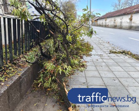 Изследват с томограф всички дървета в Пловдив, правят нова организация за санитарната сеч