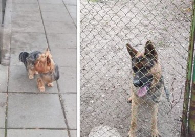 Две домашни кучета са загубени или изоставени в Пловдив пише