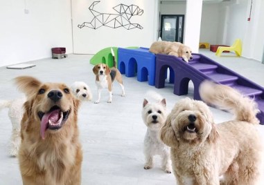 Хотелите за кучета в Пловдив и областта са с почти